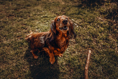 High angle view of dog sitting on field