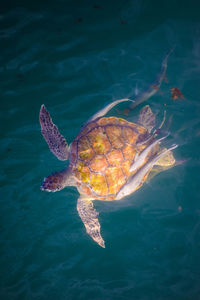 Directly above shot of turtle with fish swimming in sea