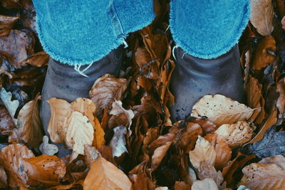 High angle view of dry leaves on field