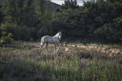 Horse standing on field