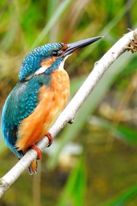 Close-up of bird perching on branch