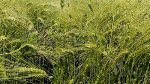 Full frame shot of cereal plants on field