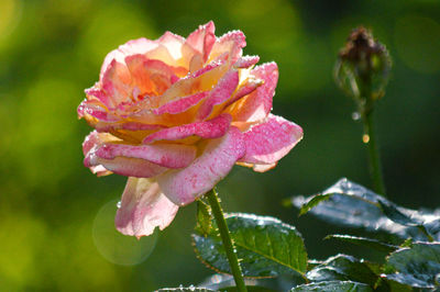 Close-up of wet pink rose flower