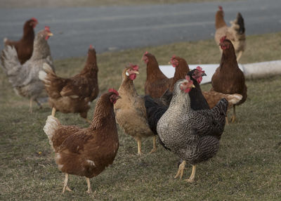 Chickens on field