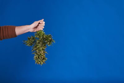 Cropped hand of woman holding plant against blue background