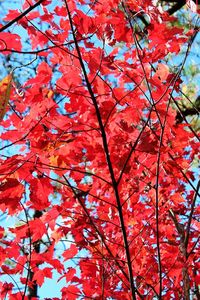 Low angle view of tree against sky