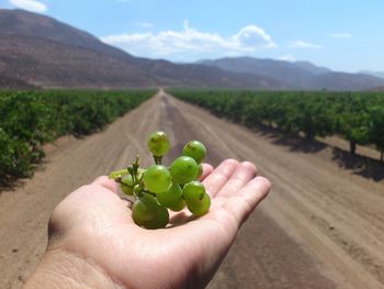 Cropped image of man holding fruit on field against sky