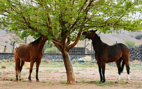 Horses standing on field
