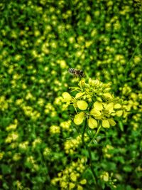 Close-up of bee pollinating on flower