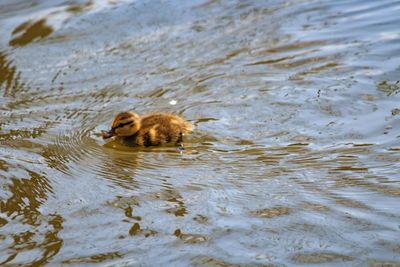 Duck swimming in water