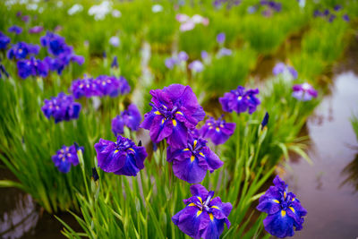 Close-up of purple flowering plants