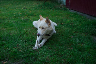 View of a dog lying on grass