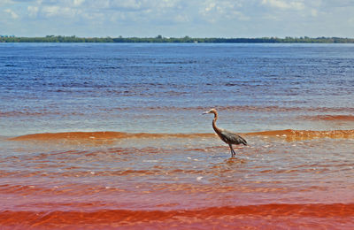 High angle view of gray heron on sea against sky