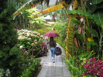 Rear view of woman with umbrella and luggage walking on footpath