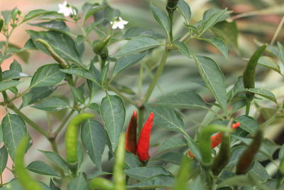 Close-up of red chili peppers on plant