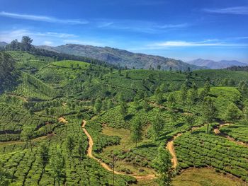 Scenic view of tea plantation against blue sky