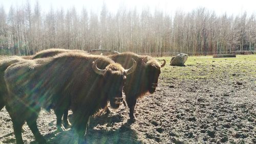 View of an animal on field