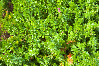 Full frame shot of fresh green plants