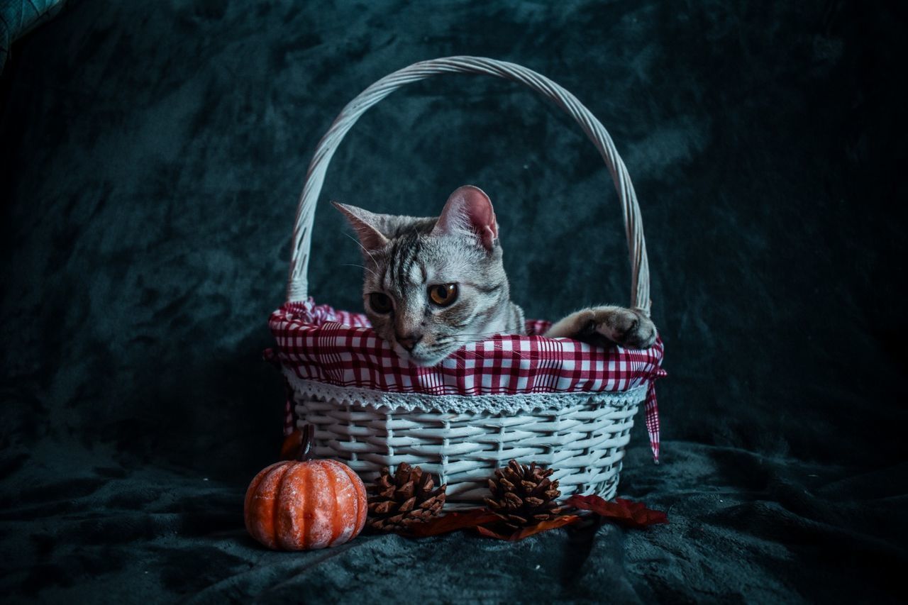 CAT IN BASKET