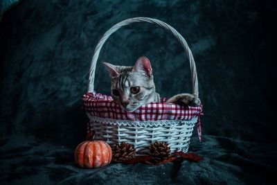 Portrait of cat in basket