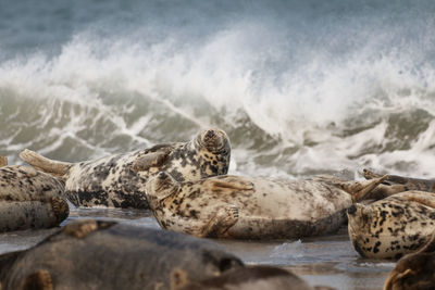 A group of adult grey seals dozing off on the beach of heligoland's dune