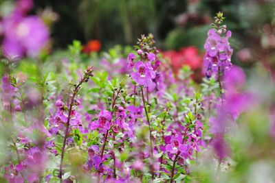 Close-up of purple flowering plants on field