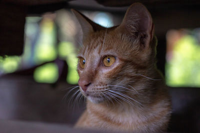 Close-up of a cat looking away