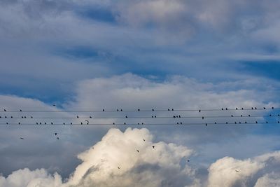 Low angle view of birds sittin on high voltage  line and flying in sky