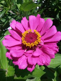 Close-up of pink daisy blooming outdoors