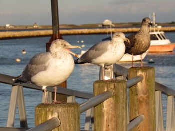 Close-up of seagull perching on wooden post