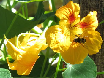 Close-up of bee on sunflower