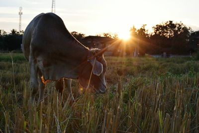 Close-up of horse grazing on field during sunset