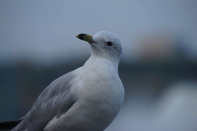 Close-up of seagull