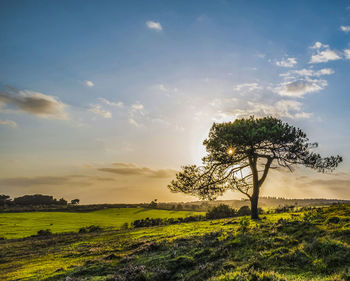 Tree on field against sky