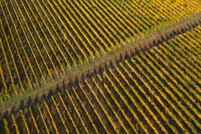 High angle view of vineyard