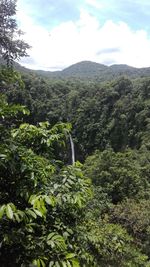 Scenic view of forest against sky