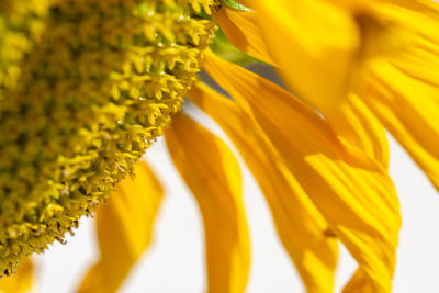 Close-up of yellow flower pollen