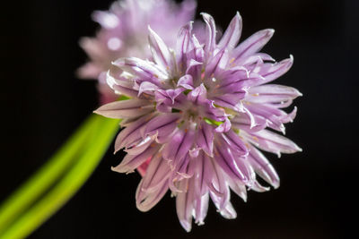 Close-up of flower over black background