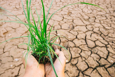 Cropped image of hand holding plant on barren land