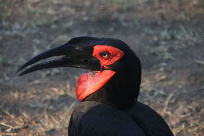 Close-up of southern ground hornbill