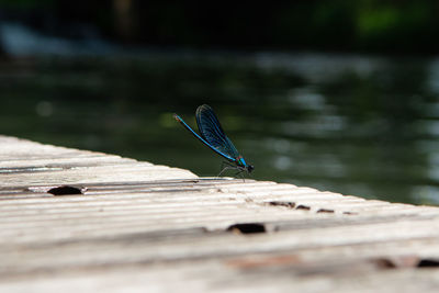 Dragonfly resting on wooden quay 