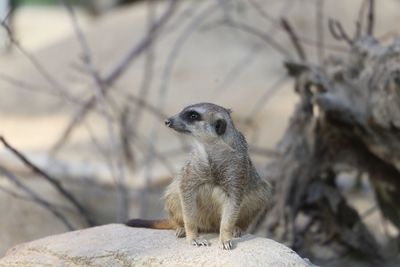 Close-up of an meerkat sitting on rock