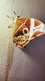 Close-up of butterfly on wall