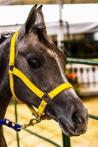 Close-up of a horse