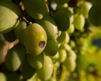 Close-up of grapes growing on tree