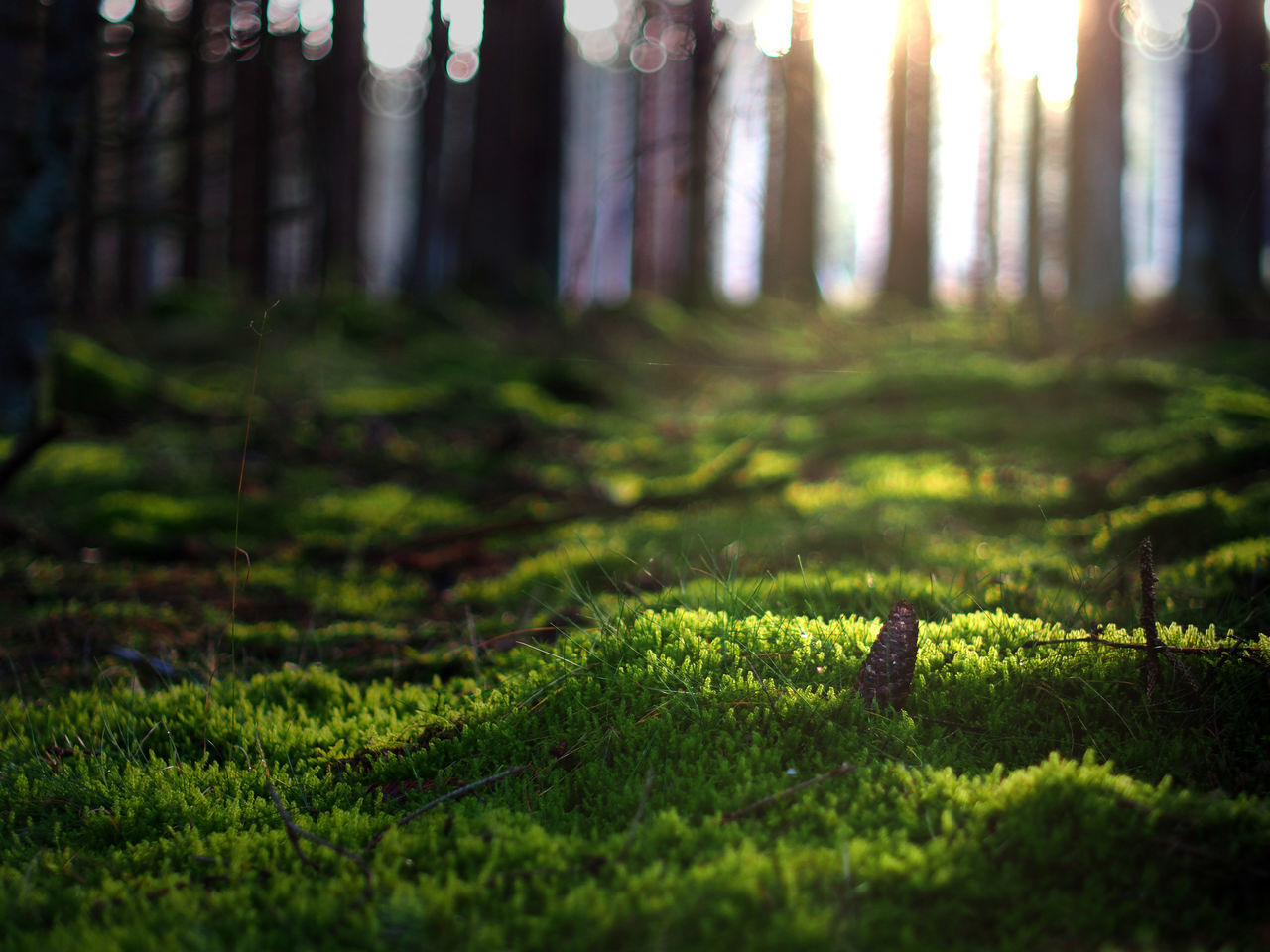 plant, green, sunlight, forest, land, tree, nature, grass, natural environment, woodland, environment, beauty in nature, leaf, light, tranquility, landscape, tree trunk, trunk, no people, morning, growth, sunbeam, sun, outdoors, scenics - nature, coniferous tree, tranquil scene, pinaceae, pine woodland, selective focus, pine tree, autumn, moss, summer, sky, fog, back lit, non-urban scene, day, plant part, environmental conservation, field, idyllic