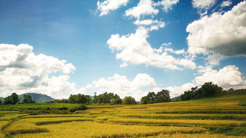 Scenic view of agricultural field against sky