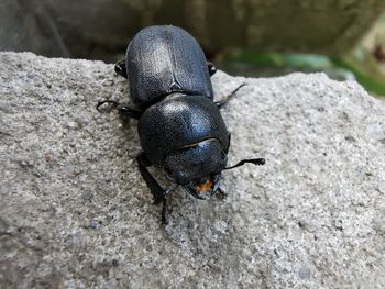 High angle view of insect on rock