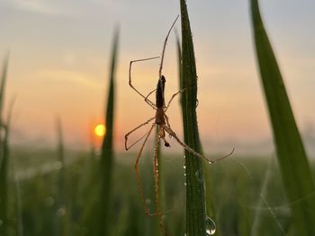 Close-up of spider web on plant at sunset