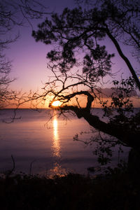 Silhouette tree by lake against sky during sunset